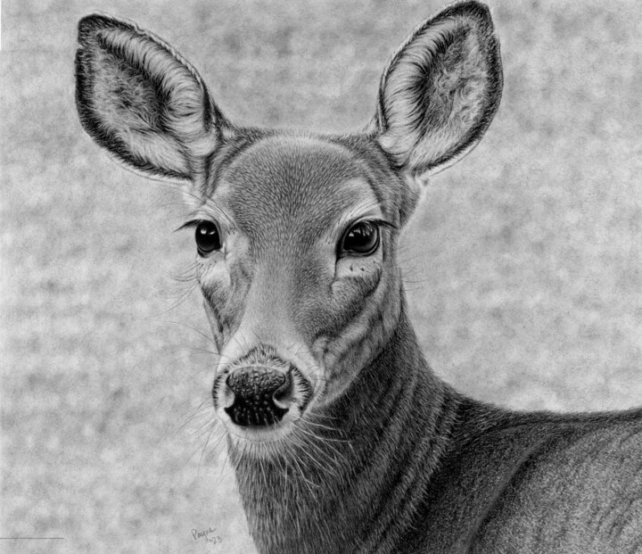 Dessin intitulée "Deer" par Teresa Payne Art, Œuvre d'art originale, Fusain