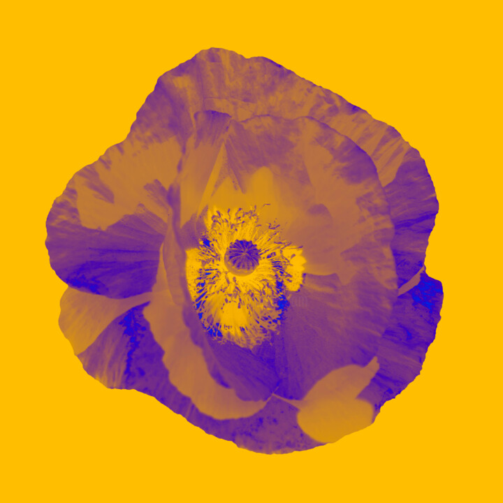 Digital Arts titled "POPPY POP ART#02" by Thierry Courteau, Original Artwork, Digital Photography