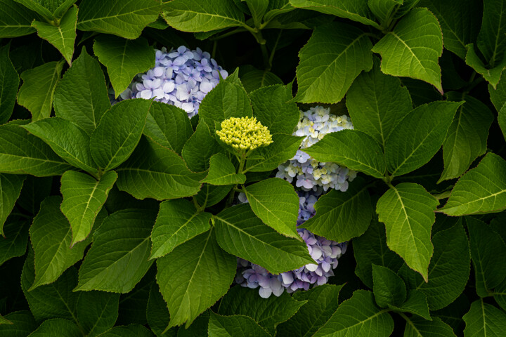 Fotografía titulada "Hortensia 79." por Thierry Martin, Obra de arte original, Fotografía digital