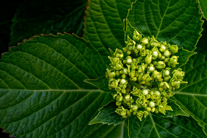 Fotografia zatytułowany „Hortensia 102.” autorstwa Thierry Martin, Oryginalna praca, Fotografia cyfrowa