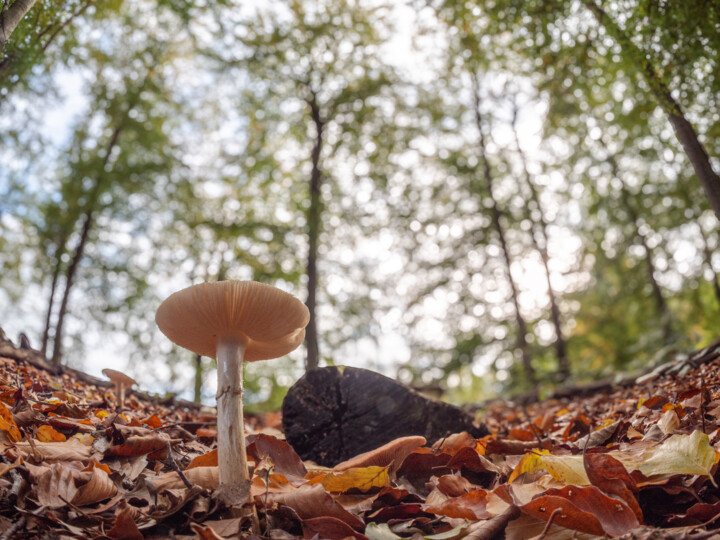 Photographie intitulée "Der Pilz" par Thorsten Fisseler, Œuvre d'art originale, Photographie numérique