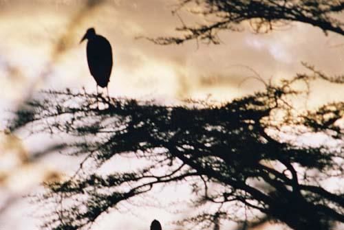 Photography titled "Bird in a Tree" by Tracey, Original Artwork