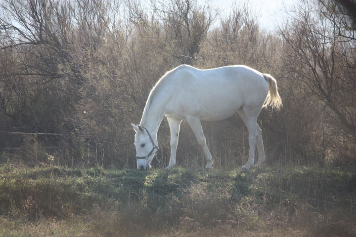 Photography titled "Cheval blanc" by Elisabeth Feixes-Troin, Original Artwork