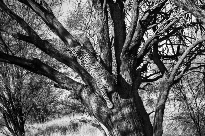 Photography titled "Leopard-4186-SW" by Uwe Bauch, Original Artwork, Digital Photography