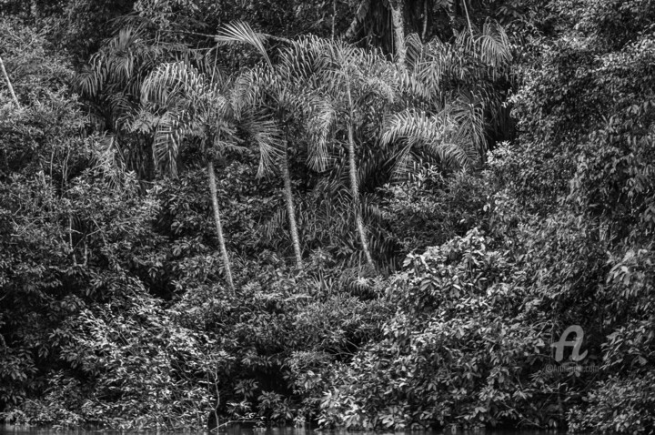 Photography titled "Amazonia-8210-SW" by Uwe Bauch, Original Artwork, Digital Photography