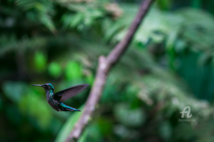 Fotografía titulada "Kolibri-0831" por Uwe Bauch, Obra de arte original, Fotografía digital