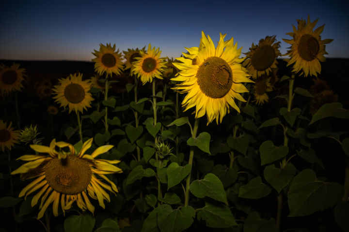 Photography titled "Sunflowers 2" by Vadim Fedotov, Original Artwork, Digital Photography