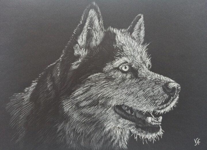 Drawing titled "HUSKY - original dr…" by Alona Vakhmistrova, Original Artwork, Pencil