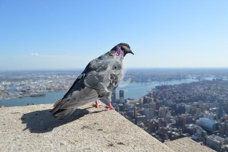 "Pigeon NY" başlıklı Fotoğraf Valériane tarafından, Orijinal sanat