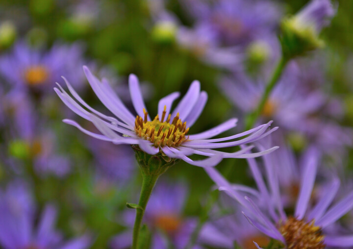 Fotografía titulada "Purple flowers" por Vanja Rosenthal, Obra de arte original, Fotografía digital