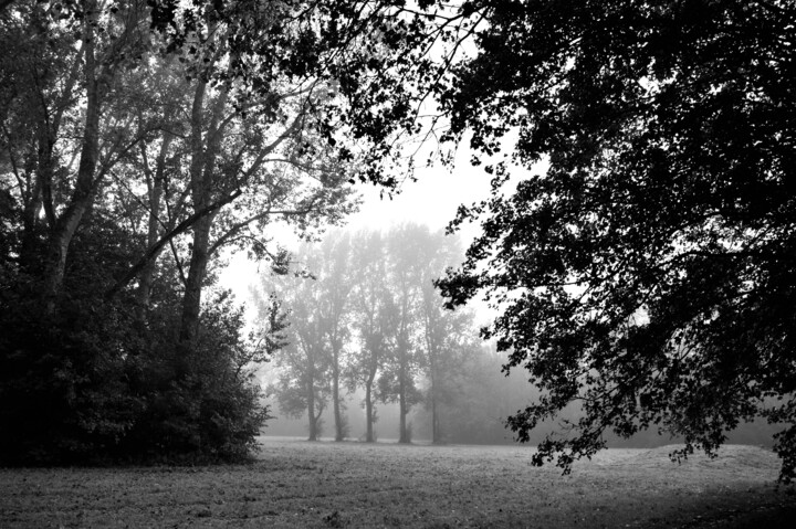 Φωτογραφία με τίτλο "Foggy Forest" από Vanja Rosenthal, Αυθεντικά έργα τέχνης, Ψηφιακή φωτογραφία