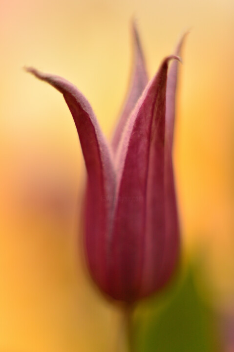 Photography titled "Purple flower" by Vanja Rosenthal, Original Artwork, Digital Photography