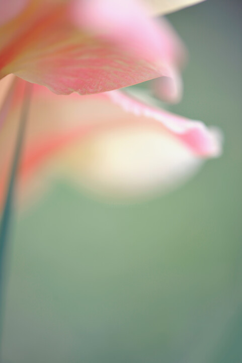 Фотография под названием "Flowerissimo_12312" - Michael Vdovin, Подлинное произведение искусства, Цифровая фотография