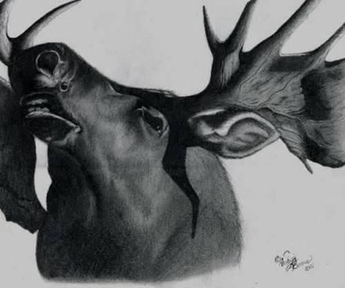 Dessin intitulée "Bull Moose" par Artori, Œuvre d'art originale, Crayon