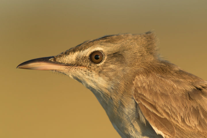 Photography titled "great-reed-warbler-…" by Andrei Silviu Vieru, Original Artwork