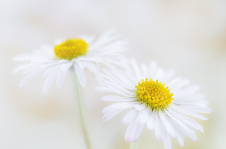 Fotografía titulada "Daisies from the "T…" por Viktoriia Krulko, Obra de arte original, Fotografía digital