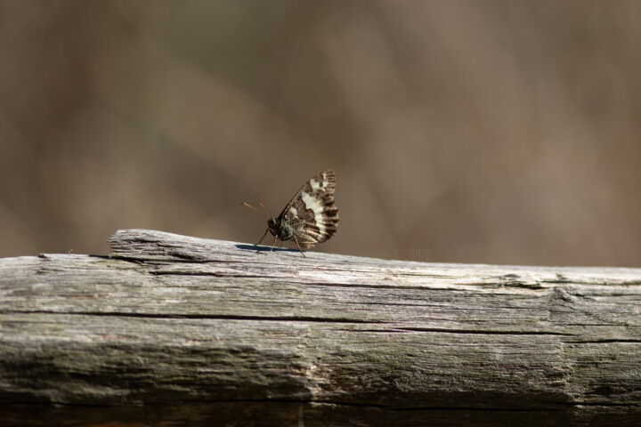 Photography titled "Papillon" by Virginie Gérôme, Original Artwork, Digital Photography