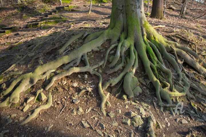 Fotografia zatytułowany „An old tree. Rooted…” autorstwa Adriana Mueller, Oryginalna praca, Fotografia cyfrowa