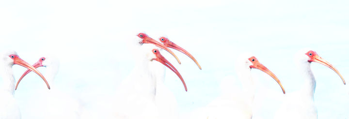 Arts numériques intitulée "White Ibis Group" par W Goodwin, Œuvre d'art originale