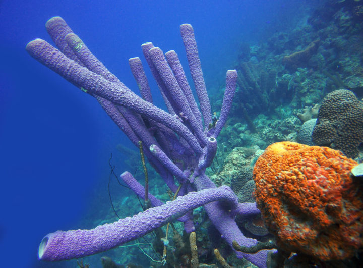 Photographie intitulée "On the Reef" par W Goodwin, Œuvre d'art originale