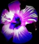 Arte digital titulada "purple flower" por Wednesday Waters, Obra de arte original