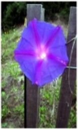 Arte digital titulada "purple fence flower" por Wednesday Waters, Obra de arte original