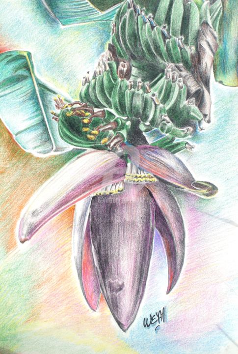 Drawing titled "Fleur De Bananier" by Weyah, Original Artwork, Pencil