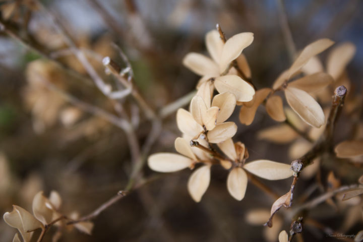 摄影 标题为“Buxus²” 由Nann Photography, 原创艺术品, 数码摄影