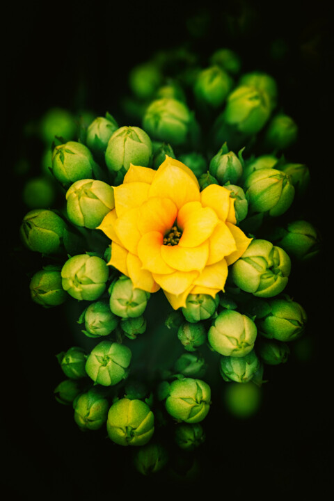 摄影 标题为“黄色长寿花” 由斋 一刀, 原创艺术品, 数码摄影