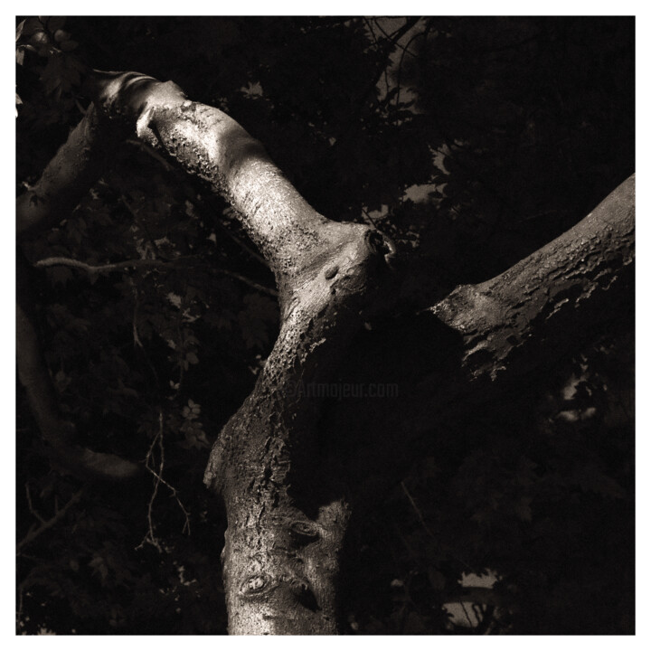 "Twisted Tree" başlıklı Fotoğraf Zheka Khalétsky tarafından, Orijinal sanat, Fotoşopsuz fotoğraf