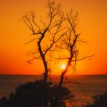 Photographie intitulée "Old tree by the sea…" par Ivan Ponomarevsky, Œuvre d'art originale, Photographie numérique