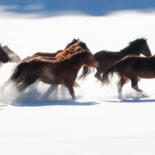 "Winter gallop No.4" başlıklı Fotoğraf Marek Kopnicky tarafından, Orijinal sanat, Dijital Fotoğrafçılık