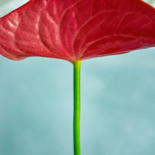 Fotografia intitulada ""Anthurium Michigan…" por Natalia Zavialova, Obras de arte originais, Fotografia digital