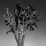"Joshua Tree" başlıklı Fotoğraf Roberto Manetta tarafından, Orijinal sanat, Dijital Fotoğrafçılık