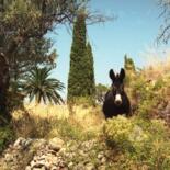 Photographie intitulée "Ane dans la campagn…" par Sarcie, Œuvre d'art originale, Photographie argentique Monté sur Autre pan…