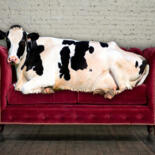 Painting titled "Couch Cow" by Tony Rubino, Original Artwork, Acrylic Mounted on Wood Stretcher frame